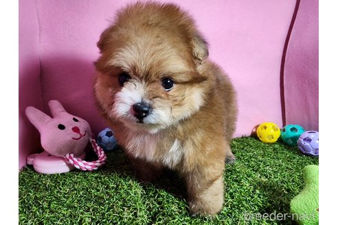 成約済の静岡県のポメプー:ポメラニアン×トイプードル-330798の2枚目