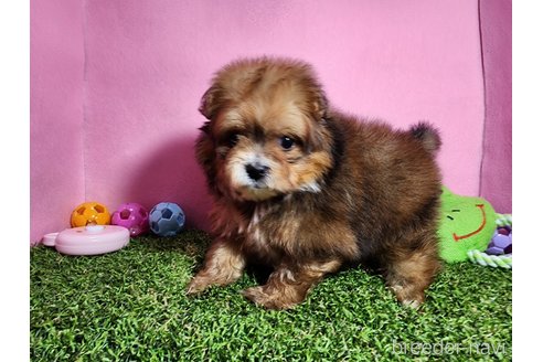 成約済の静岡県のポメプー:ポメラニアン×トイプードル-330799の5枚目