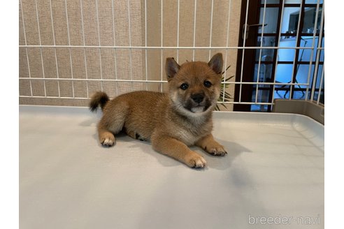 成約済の兵庫県の豆柴-334397の4枚目