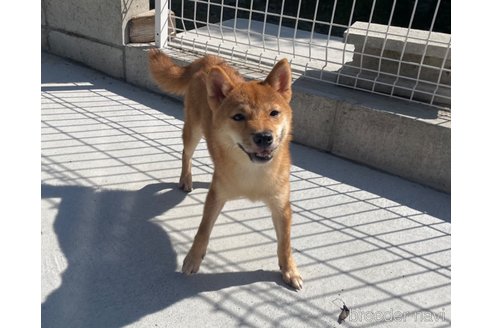 成約済の福岡県の豆柴-334393の3枚目