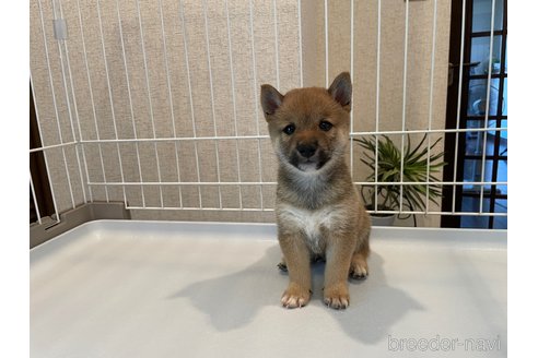 成約済の兵庫県の豆柴-334397の3枚目