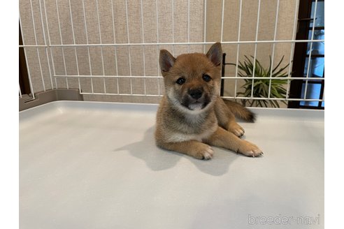 成約済の兵庫県の豆柴-334397の2枚目