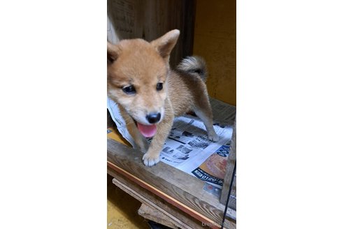 成約済の茨城県の豆柴-334396の4枚目