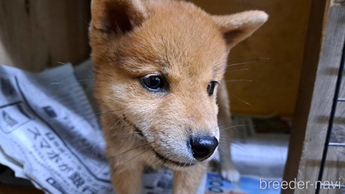 成約済の茨城県の豆柴-334398の6枚目