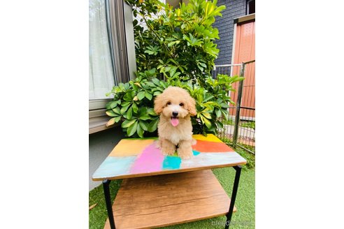 成約済の千葉県のミックス犬-324266
