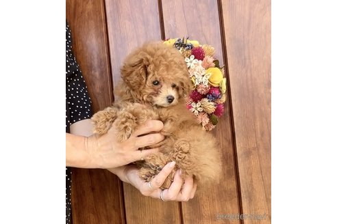 成約済の福岡県のティーカッププードル-334431の4枚目