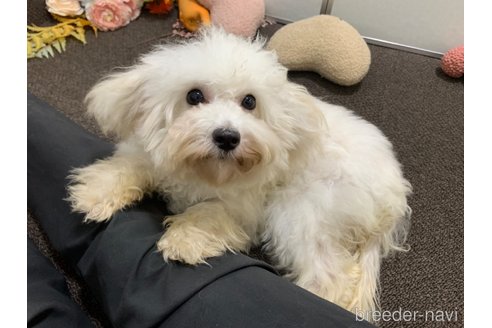 成約済の東京都のマルプー:マルチーズ×トイプードル-288985の6枚目