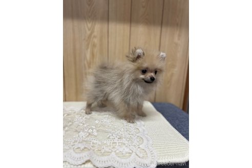 成約済の愛媛県のポメラニアン-327297の5枚目