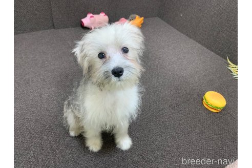 成約済の東京都のミックス犬-319289の14枚目