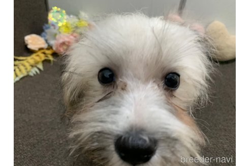 成約済の東京都のミックス犬-319289の13枚目