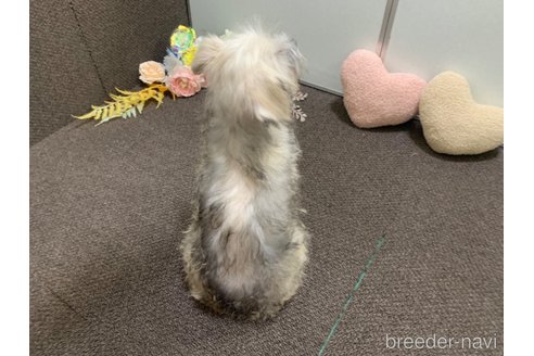成約済の東京都のミックス犬-319289の10枚目