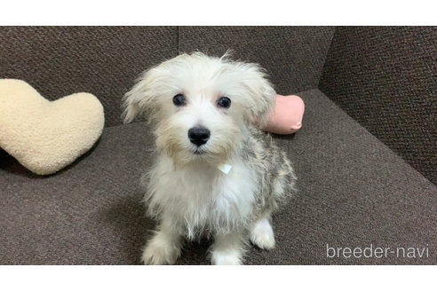 成約済の東京都のミックス犬-313112の21枚目