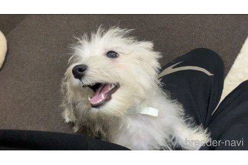 成約済の東京都のミックス犬-313112の20枚目