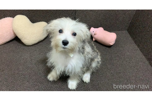 成約済の東京都のミックス犬-313112の18枚目