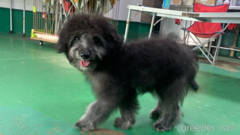 成約済の東京都のミックス犬-313005の11枚目