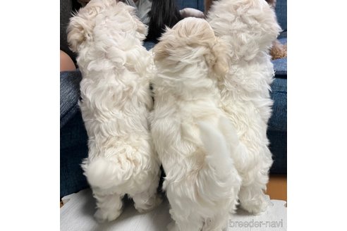 成約済の滋賀県のマルチーズ-326310の32枚目