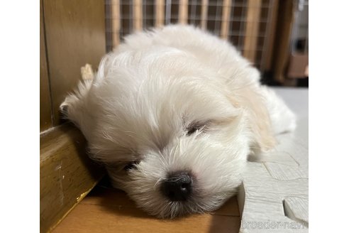 成約済の滋賀県のマルチーズ-326310の33枚目