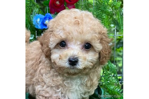 成約済の東京都のマルプー:マルチーズ×トイプードル-334475の1枚目