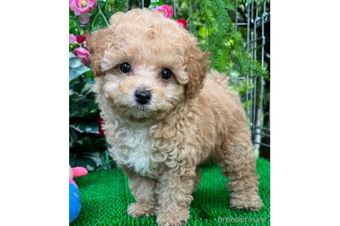 成約済の東京都のマルプー:マルチーズ×トイプードル-334475の4枚目