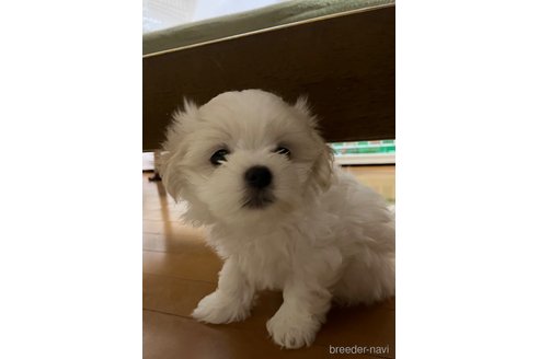 成約済の滋賀県のマルチーズ-326310の29枚目