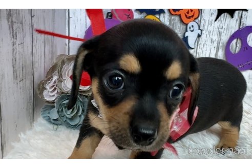 成約済の埼玉県のチワックス:チワワ×ミニチュアダックスフンド-329982の9枚目