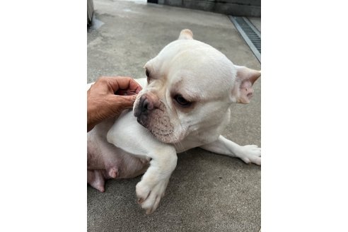 キャンディちゃん1枚目