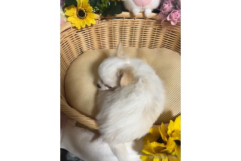 成約済の福岡県のチワワ(ロングコート)-334521の6枚目