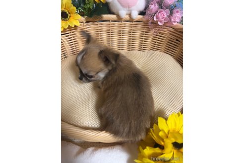 成約済の福岡県のチワワ(ロングコート)-334524の3枚目