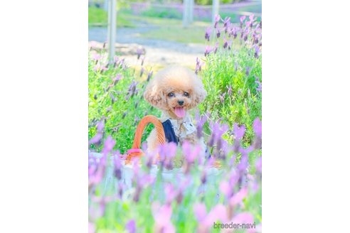 ここちゃん1枚目