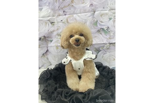 小町ちゃん1枚目