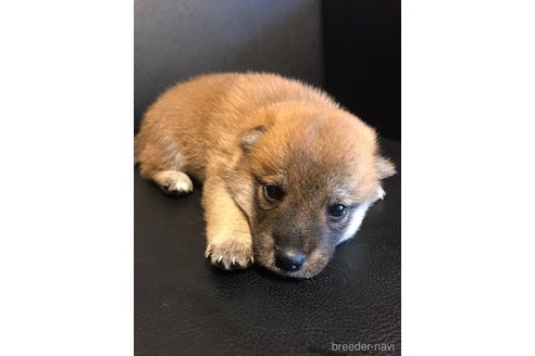 成約済の滋賀県の柴犬-332204の6枚目
