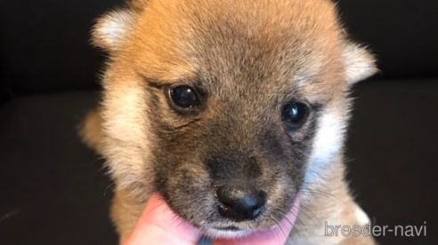 成約済の滋賀県の柴犬-332204の5枚目