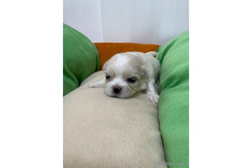 成約済の滋賀県のミックス犬-334566の32枚目