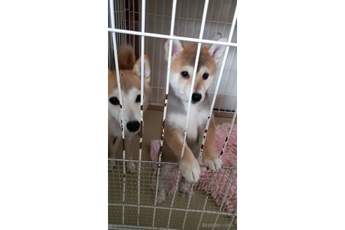 成約済の高知県の豆柴-322704の6枚目