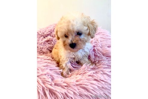 成約済の東京都のミックス犬-329634の70枚目
