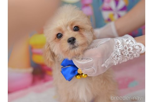 成約済の埼玉県のミックス犬-320152の50枚目