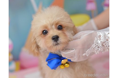 成約済の埼玉県のミックス犬-320152の49枚目