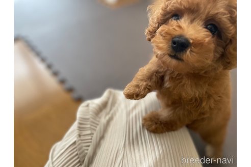 成約済の東京都のタイニープードル-331308の3枚目