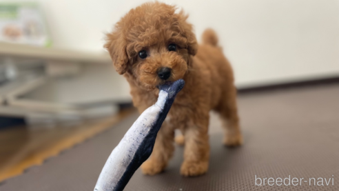 成約済の東京都のタイニープードル-331308