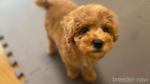 成約済の東京都のタイニープードル-331308の2枚目