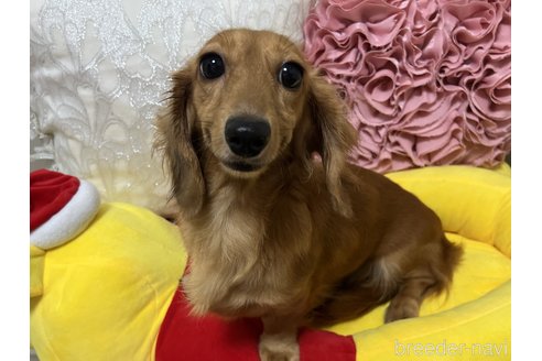 成約済の栃木県のミニチュアダックスフンド(ロングヘアード)-332890の5枚目