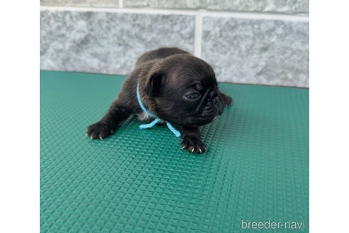 成約済の山梨県のミックス犬-331792の6枚目