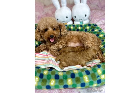 ゆずちゃんちゃん1枚目