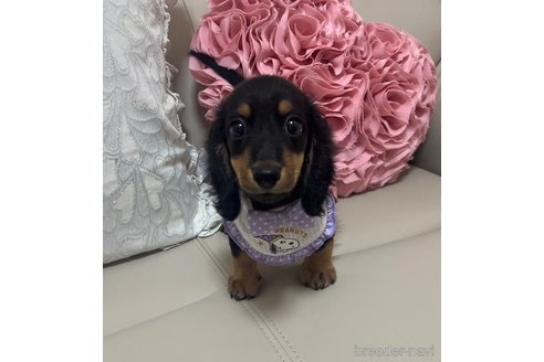 成約済の栃木県のミニチュアダックスフンド(ロングヘアード)-334647の1枚目