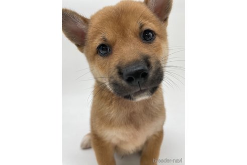 成約済の千葉県の柴犬-334663の9枚目
