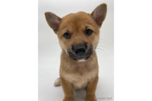 成約済の千葉県の柴犬-334663の10枚目