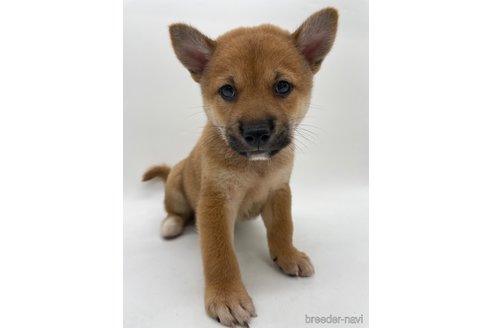 成約済の千葉県の柴犬-334663の11枚目