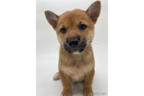 成約済の千葉県の柴犬-334663の12枚目