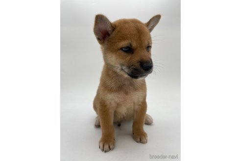 成約済の千葉県の柴犬-334663の13枚目