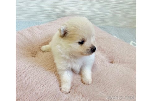 成約済の福岡県のポメラニアン-330638の11枚目